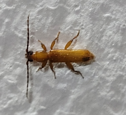 Smodicum torticolle