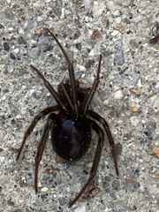 Steatoda grossa