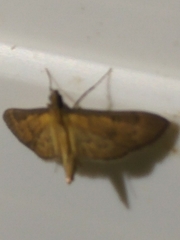 Tatobotys