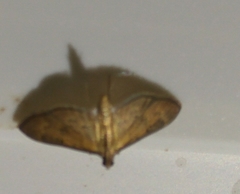 Tatobotys