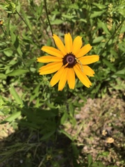 Rudbeckia missouriensis