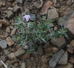 Barleria stimulans