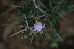 Barleria stimulans