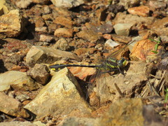 Gomphurus ozarkensis