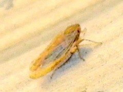 Graminella sonora