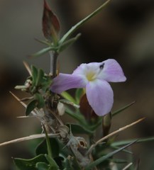 Barleria stimulans