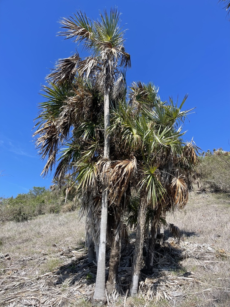 Coccothrinax fragrans