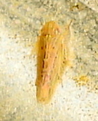 Graminella sonora