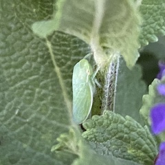 Gyponana angulata