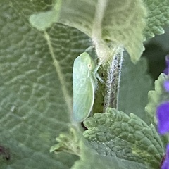 Gyponana angulata