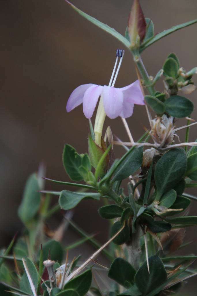 Karoo Bushviolet