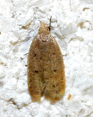 Inga obscuromaculella
