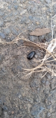 Blapstinus discolor