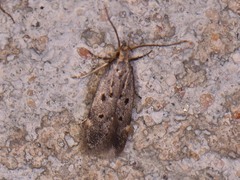 Neodactylota