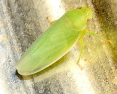 Gyponana angulata