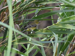 Spinus psaltria