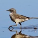 Common Cape Wagtail - Photo (c) Bird Explorers, some rights reserved (CC BY-NC), uploaded by Bird Explorers