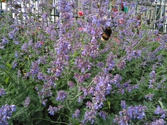 Bombus terrestris