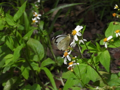 Appias indra aristoxemus