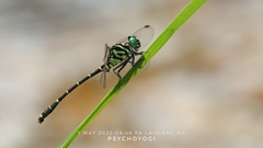 Burmagomphus williamsoni