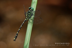 Burmagomphus williamsoni