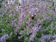Bombus terrestris