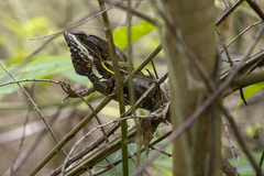 Basiliscus vittatus