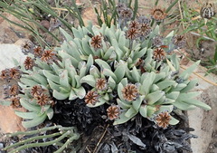 Machairophyllum albidum