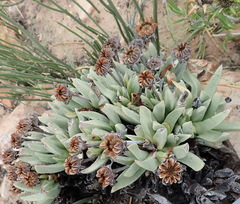 Machairophyllum albidum