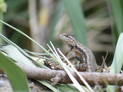Sceloporus olivaceus