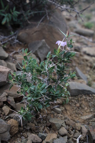 Image of Barleria stimulans by (c) Tony Rebelo, some rights reserved (CC BY-SA)