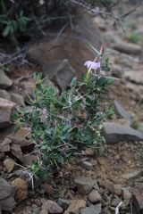 Barleria stimulans