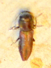 Agrilaxia texana