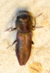 Agrilaxia texana