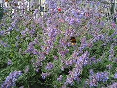 Bombus terrestris
