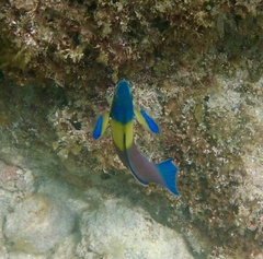 Cortez Rainbow Wrasse photo 4