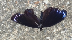 Euploea eunice