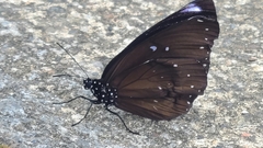 Euploea eunice