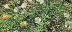 Calystegia macrostegia arida