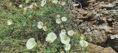 Calystegia macrostegia arida