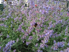 Bombus terrestris