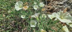 Calystegia macrostegia arida