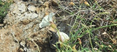 Calystegia macrostegia arida