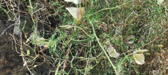 Calystegia macrostegia arida