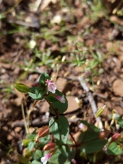 Erythranthe inconspicua
