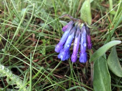 Mertensia longiflora