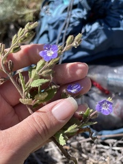 Phacelia viscida