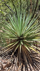 Yucca schottii