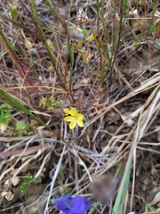 Hesperolinon breweri