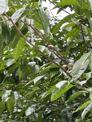 Phaleria